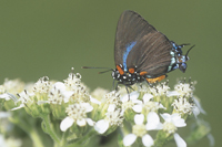 Great Purple Hairstreak