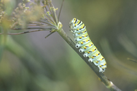 Black Swallowtail