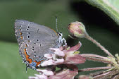 Acadian Hairstreak