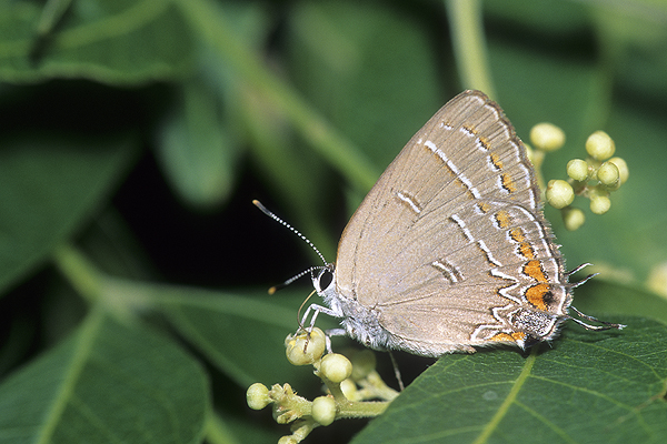 Soapberry Hairstreak