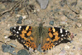 Painted Lady