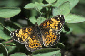 Gorgone Checkerspot