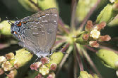 Banded Hairstreak