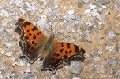 Eastern Comma