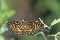 Elada Checkerspot