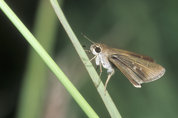 Eufala Skipper