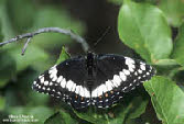 Weidemeyer's Admiral