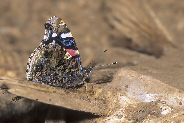 Red Admiral