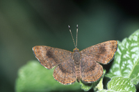 Fatal Metalmark