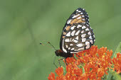 Regal Fritillary