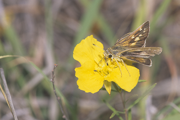 Dotted Skipper