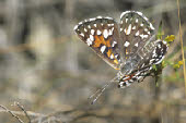 Mormon Metalmark