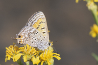 Tailed Copper