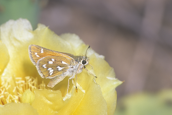 Green Skipper