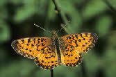 Silver-bordered Fritillary