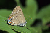 Edwards's Hairstreak