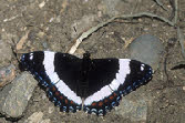 White Admiral