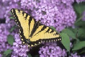 Eastern Tiger Swallowtail