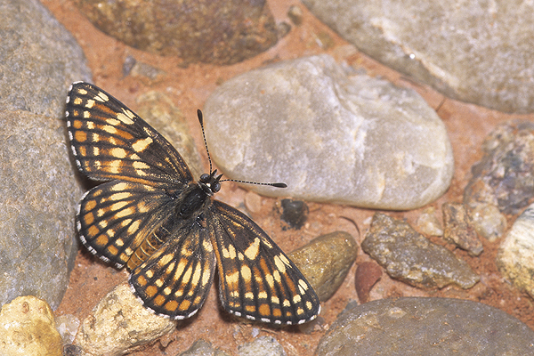 Fulvia Checkerspot