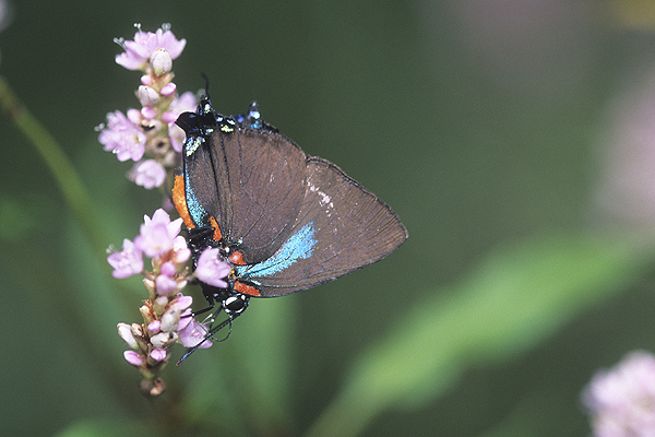 Great Purple Hairstreak