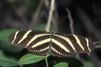 Zebra Heliconian