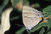 Colorado Hairstreak