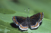 Orange-stitched Metalmark