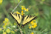 Canadian Tiger Swallowtail