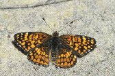 Sagebrush Checkerspot