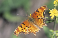 Hoary Comma